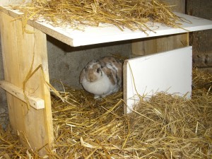 Géronimo dans sa cage